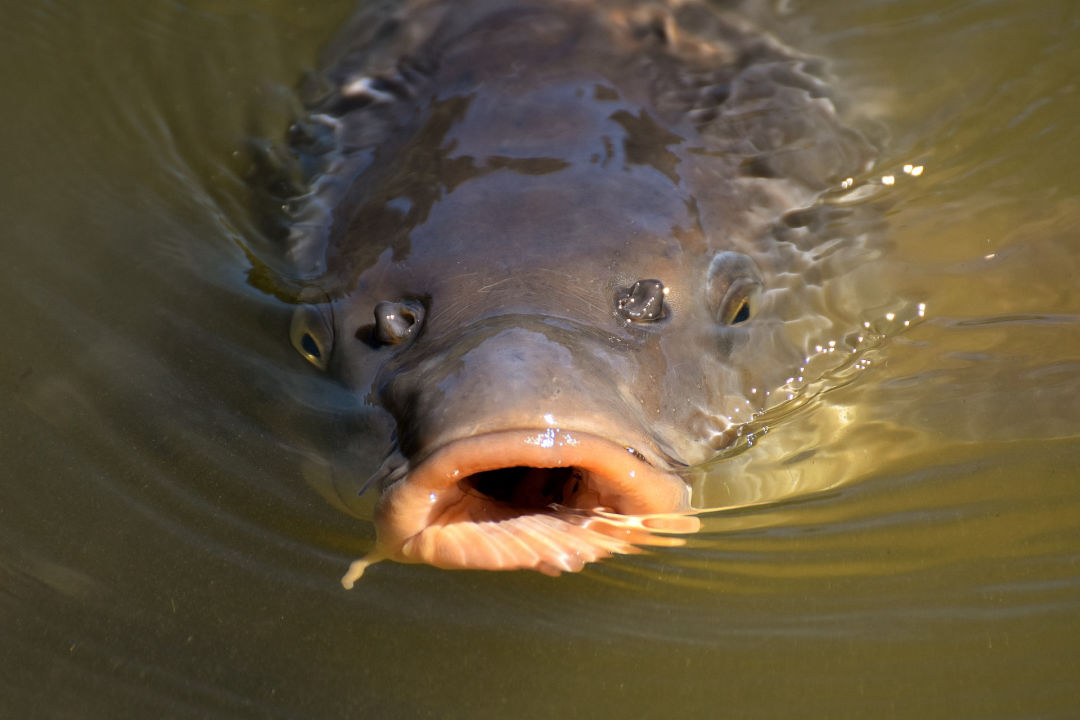 Karpfenfischen